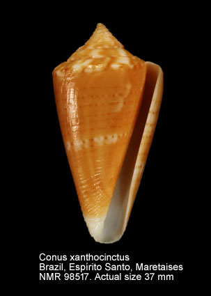 Conus xanthocinctus (7).jpg - Conus xanthocinctus Petuch,1986